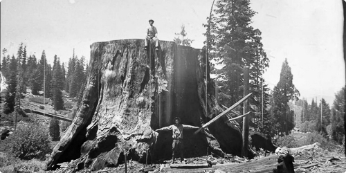 20251010- Sequoia.jpg